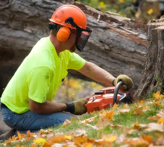 tree services Bernie